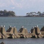 富山･氷見 中田海岸虻が島 ひと休みのカモメたち 2023
