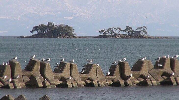 富山･氷見 中田海岸虻が島 ひと休みのカモメたち 2023
