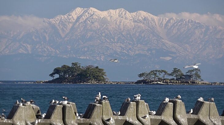 富山･氷見 初春の立山連峰･虻が島とカモメたちのひととき 2023