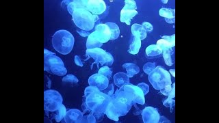 最新ニュース –  日本で唯一の水族館プロデューサーが太鼓判！ この夏に行くべき水族館2選とは？