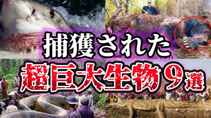 【ゆっくり解説】実在した捕獲された巨大生物9選