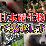 【ゆっくり解説】海外侵略が止まらない日本産のヤバい生物7選