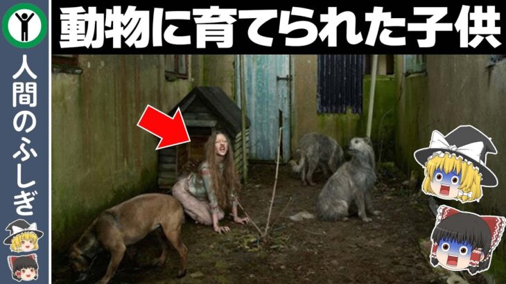 【ゆっくり解説】動物に育てられた子どもたち７選