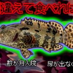 【1990年沖縄】美味しい高級魚のはずなのに… 排尿困難になり冷たい水で体に電撃が走る奇病 『アカマダラハタ食中毒』【ゆっくり解説】