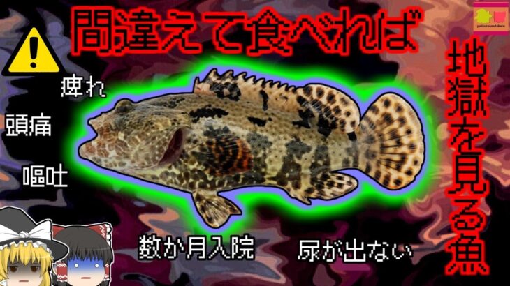 【1990年沖縄】美味しい高級魚のはずなのに… 排尿困難になり冷たい水で体に電撃が走る奇病 『アカマダラハタ食中毒』【ゆっくり解説】