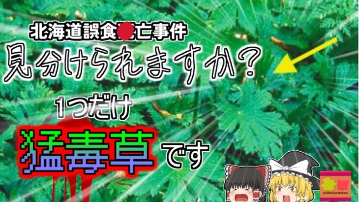 【2012年北海道】最も有名な毒草 絶対に間違えてはいけなかった山菜…『トリカブト誤食事件』【ゆっくり解説】