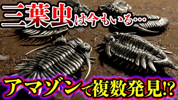 【ゆっくり解説】三葉虫は今も生きている!? 目撃証拠がヤバすぎる…!!!【古代生物UMA】