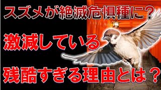 【ゆっくり解説】世界で数が減少している理由とは？伏見神社と縁深い「スズメ」について徹底解説