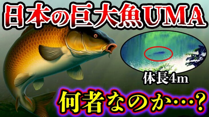 【ゆっくり解説】未だ解明されない…日本にいる巨大魚UMA”ナミタロウ・タキタロウ”の目撃証拠と正体とは!?【怪魚】