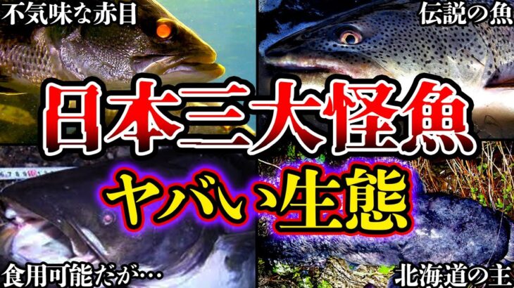 【ゆっくり解説】巨大すぎる…”日本三大怪魚”のヤバすぎる生態…