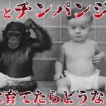 【ゆっくり解説】赤ん坊のヒトとチンパンジーを一緒に育てたら…ウィンスロップ・ケロッグの育成実験について語るぜ！