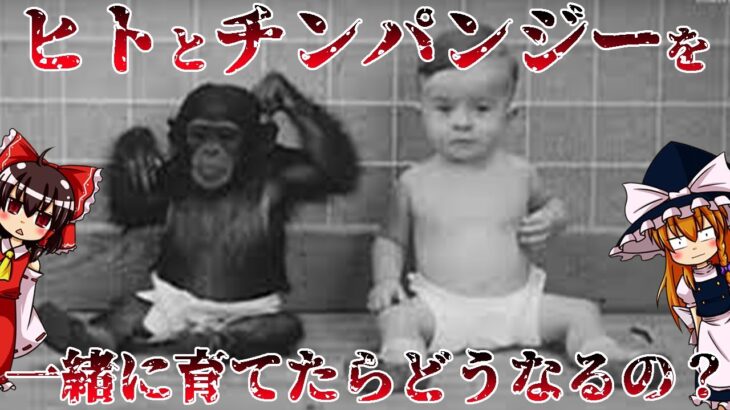 【ゆっくり解説】赤ん坊のヒトとチンパンジーを一緒に育てたら…ウィンスロップ・ケロッグの育成実験について語るぜ！