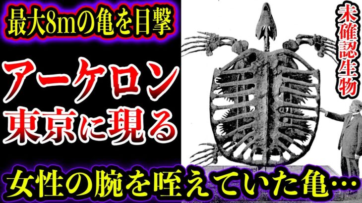 【ゆっくり解説】アーケロンは実在！？巨大亀が東京を徘徊…最大8mの巨大亀の目撃証言がヤバい【UMA・未確認生物】