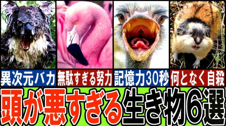 【閲覧注意】あまりに馬鹿すぎる生き物６選【ゆっくり解説】【動物おもしろ雑学】