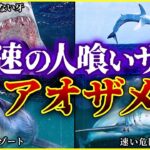 【ゆっくり解説】人を襲う最速のサメ「アオザメ」/ 観光客の目の前で喰い殺された被害者!! / 船の上でも襲われる!?