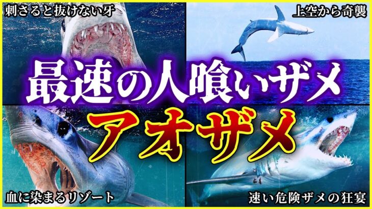 【ゆっくり解説】人を襲う最速のサメ「アオザメ」/ 観光客の目の前で喰い殺された被害者!! / 船の上でも襲われる!?