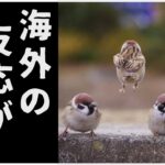【ゆっくり解説】世界を魅了する日本のスズメ