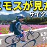 クロスバイクでサイクリングVLOG with GIANT ESCAPE R3~ 秋桜を見にゆく編~by Martune