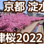 京都サイクリング。淀水路、淀緑地の河津桜へ行き方と花見