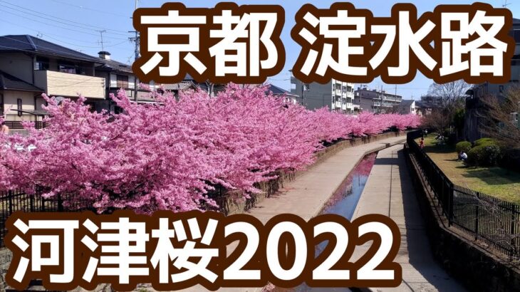 京都サイクリング。淀水路、淀緑地の河津桜へ行き方と花見