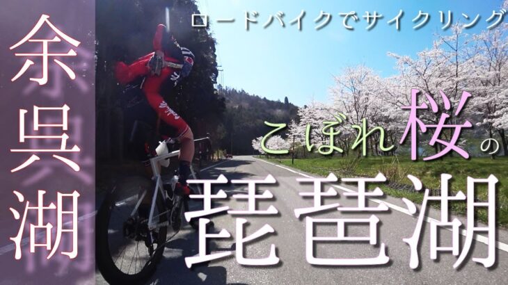 ロードバイクお花見サイクリング in 琵琶湖 & 余呉湖　～こぼれ桜の琵琶湖と余呉湖をめぐる、近江八幡～余呉湖～長浜～近江八幡のグルっと琵琶湖半周サイクリング