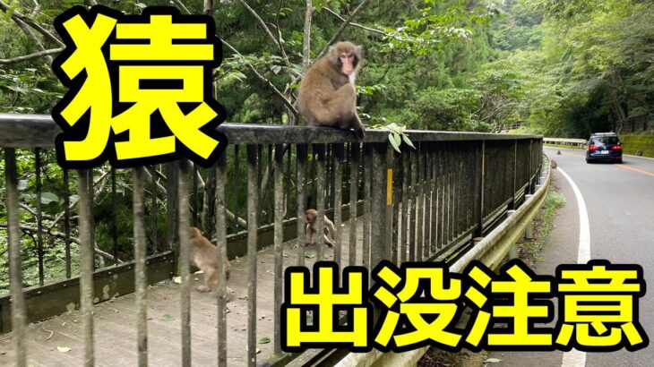 【猿とマリアと豪雨】勝尾寺～高山　北摂サイクリング