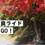 秋の奈良サイクリング！奈良～福住～都祁方面を走って酒蔵へ♪