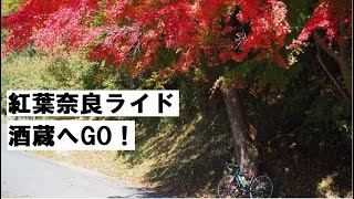 秋の奈良サイクリング！奈良～福住～都祁方面を走って酒蔵へ♪