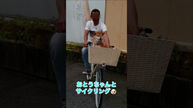 柴犬ポコちゃん自転車でワクワクサイクリング🐶