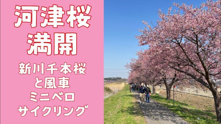 新川千本桜と印旛沼(10倍速再生) ミニベロサイクリング
