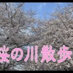 【自転車】　桜を探してサイクリングロードを走る　2023