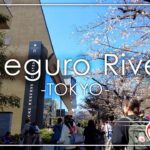 目黒川→渋谷→代々木公園 東京サイクリングカメラ[4K] 2023春 正午
