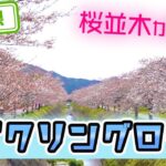 【岐阜県】【サイクリング】往復6キロの「鳥羽川の桜並木」