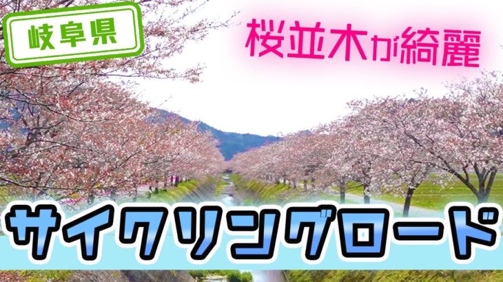 【岐阜県】【サイクリング】往復6キロの「鳥羽川の桜並木」