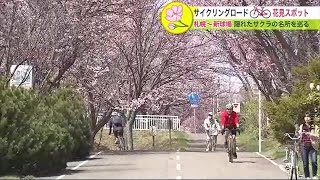 札幌から新球場「エスコンフィールドHOKKAIDO」まで 自転車でサクラを楽しむ…サイクリングロード 花見スポット巡り (23/04/29 09:00)