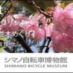 【イベント】健康サイクリング　泉北桜並木めぐり