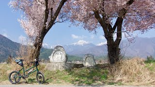 桜満開な安曇野エリアをミニベロでサイクリング　常念道祖神・あづみ野やまびこ自転車道などの桜を見に行ってきました