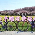 【サイクリング】ロードバイクで行く関東屈指の桜の名所 | 幸手権現堂桜堤
