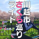 【川越】桜の名所を巡るお花見サイクリング。クロスバイクでペアライド！【計8ヶ所】
