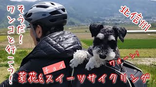 【サイクリング】ワンコと一緒に菜の花&チョイスイーツの旅〜