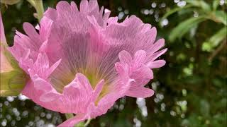 梅雨入り前の花回りサイクリング