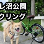 【犬とアウトドア】ゴマ&ふゆとサイクリングへ〜自転車運動