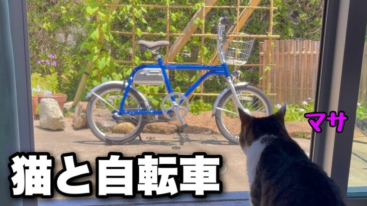海辺の街で猫を探しながらサイクリング。小さいのに100㎞走れるおしゃれな電動アシスト自転車【wimo　COOZY】