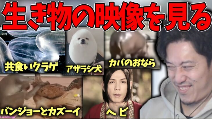 【驚愕】生き物の映像を見る布団ちゃん【2021/12/09】