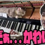 ピアノの上で寝る猫で癒されキレるゆゆうた【2023/03/15】