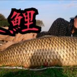 大物釣り シーバスをルアーで狙ってたら巨鯉が釣れた！Carp Fishing