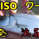 浜名湖シーバス釣り ダイソー100円ワームで連発！