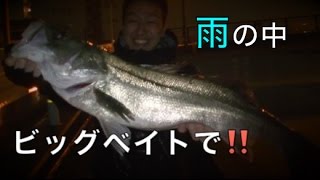 シーバス釣り　〜雨のナイトゲーム編〜