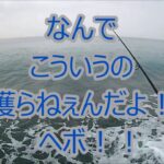 ランカーシーバス降臨！　2017.5 静岡サーフ　ヒラスズキも釣れたよ