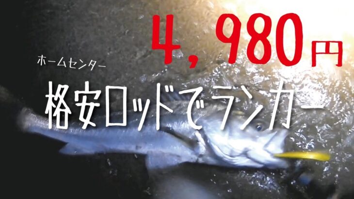 【秋田シーバス釣り】4,980円ロッドでランカー